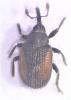 Rhinusa bipustulata